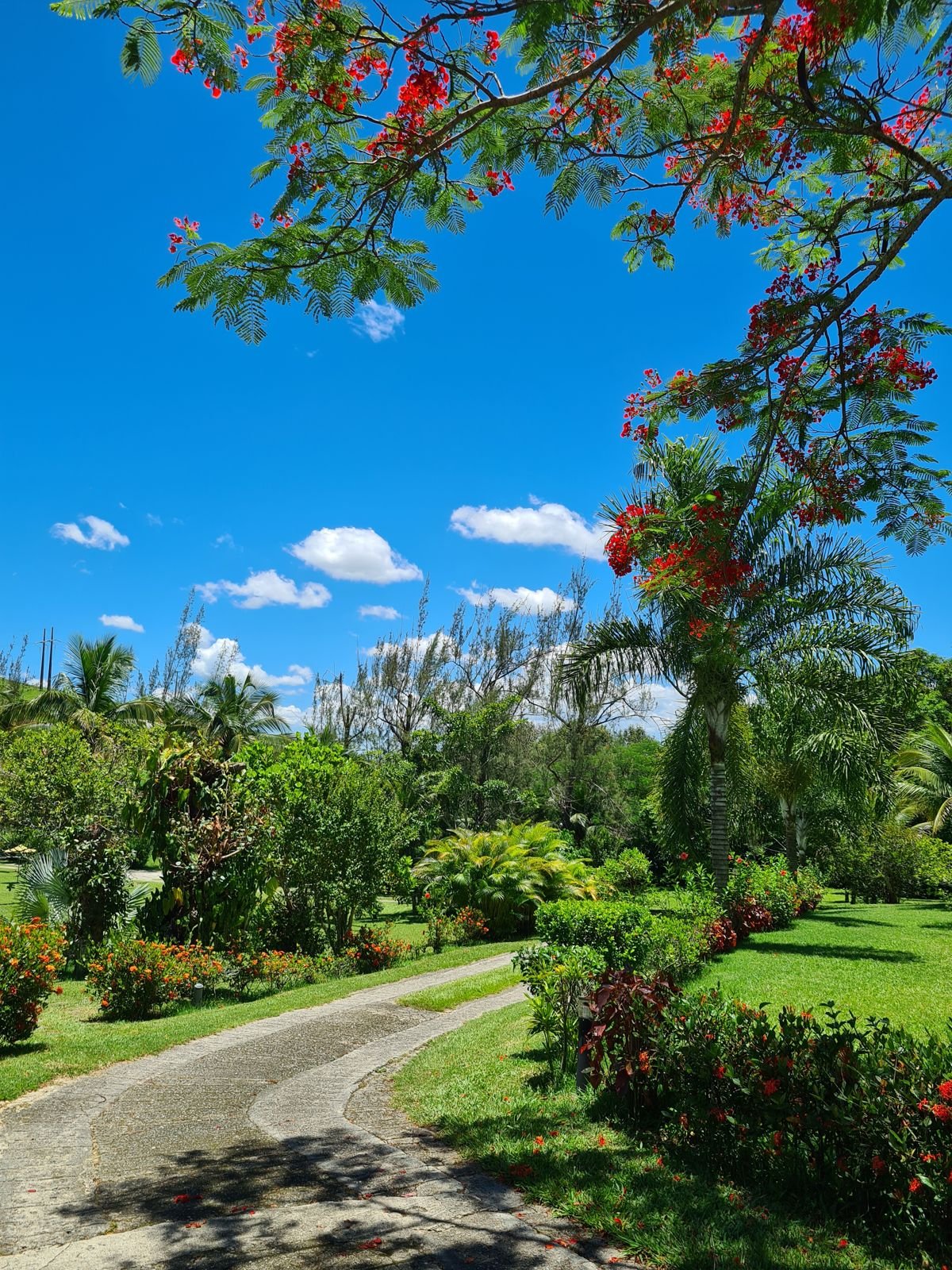 Caminho entre jardins e flamboyant florido no Sítio Simpatia
